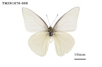 藏品(尖粉蝶)的圖片